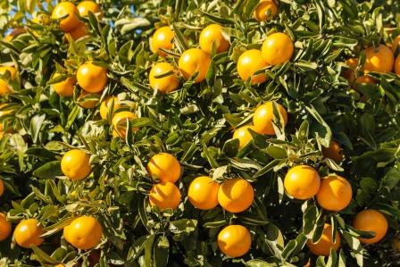 mandarinky na strome